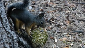 A rather persistent Douglas Squirrel munching on pine nuts at Half Dome Junction