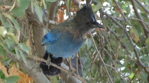 Crafty Scrub Jay that snatched up my dropped almond