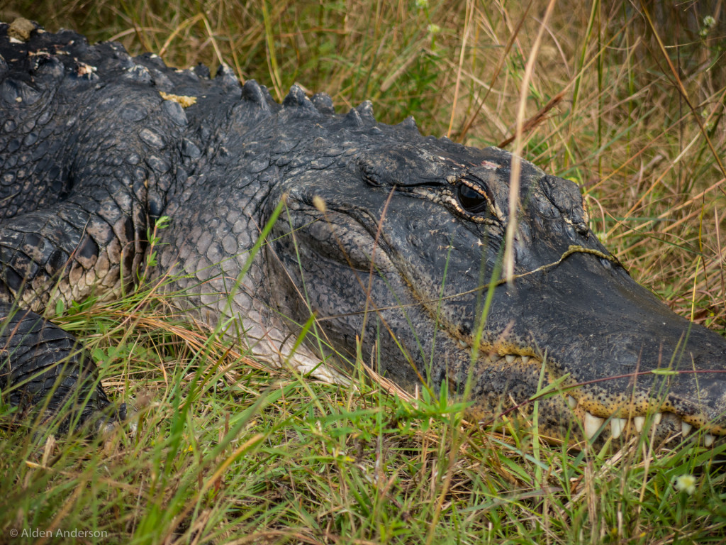 Gator on the side of the road