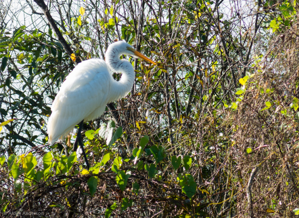 Great Egret