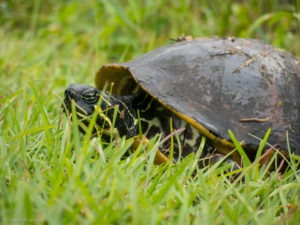 Florida red-bellied cooter