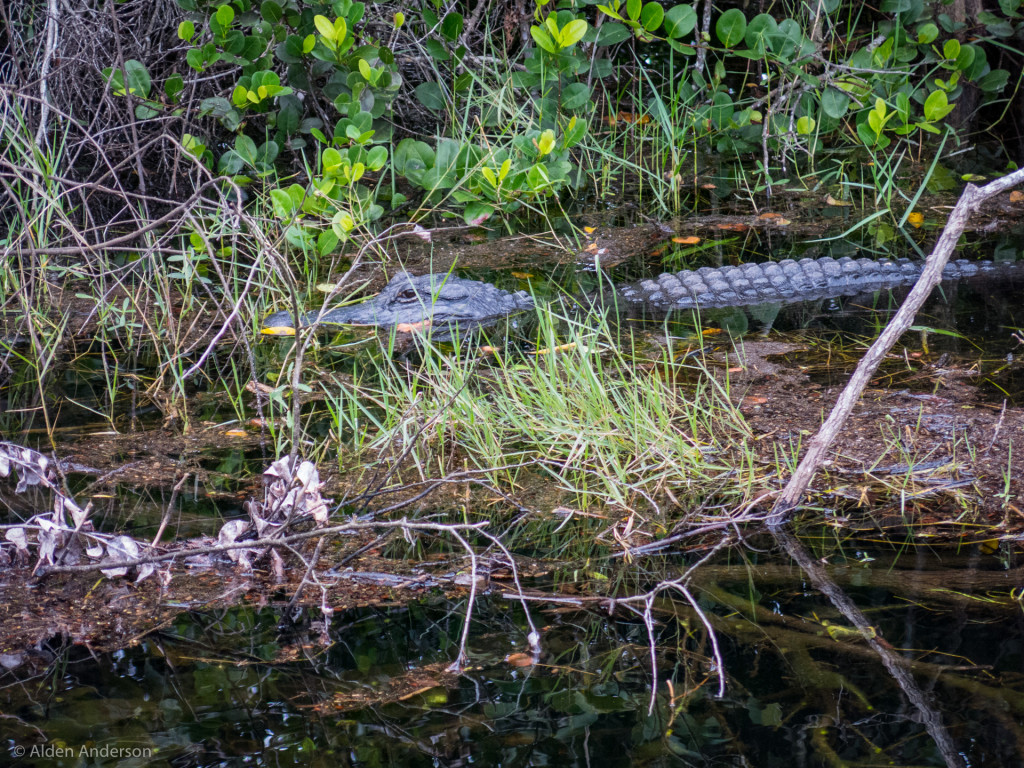 American Alligator