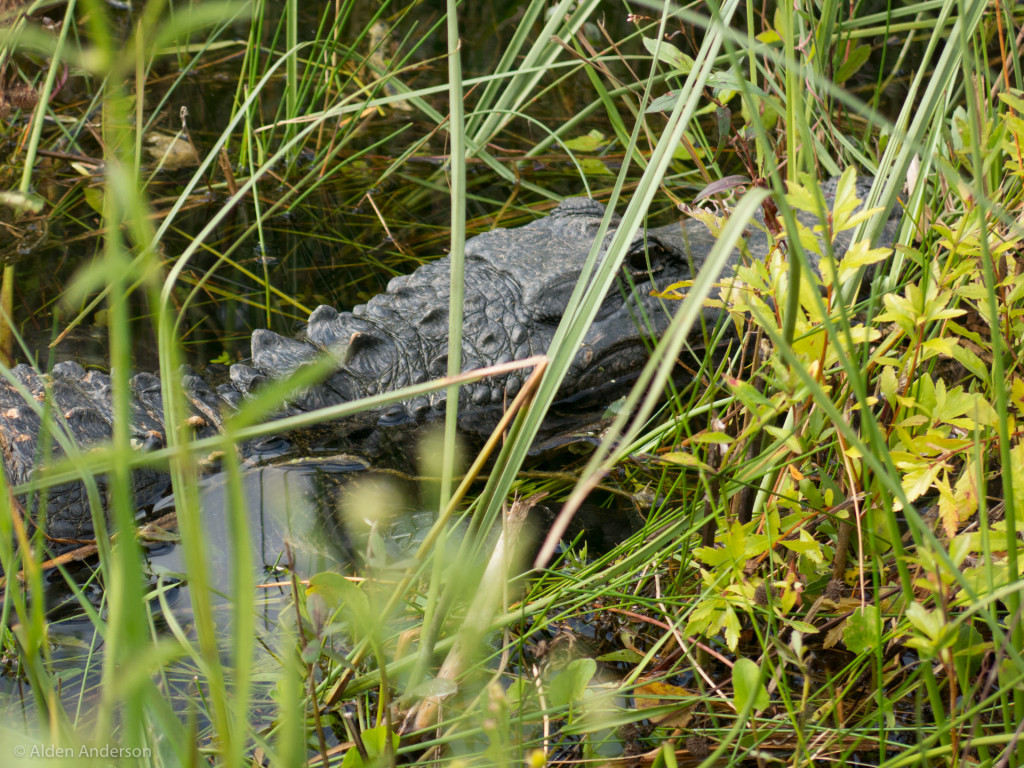 American Alligator