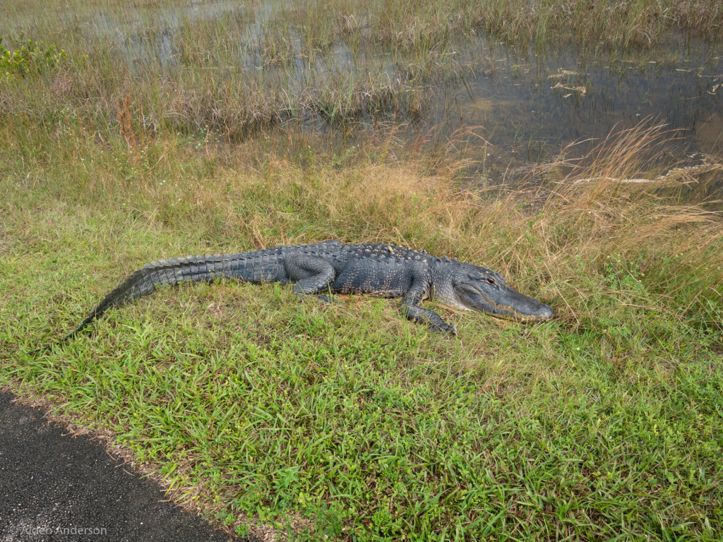 Gator full body view