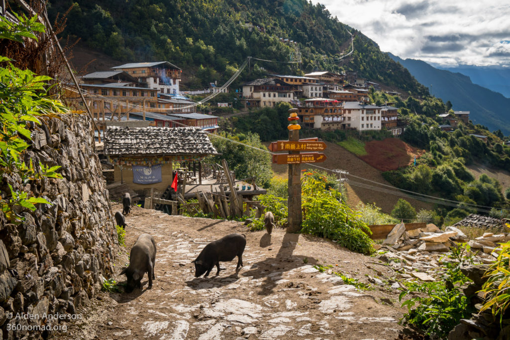Pigs roam freely in Upper Yubeng Village