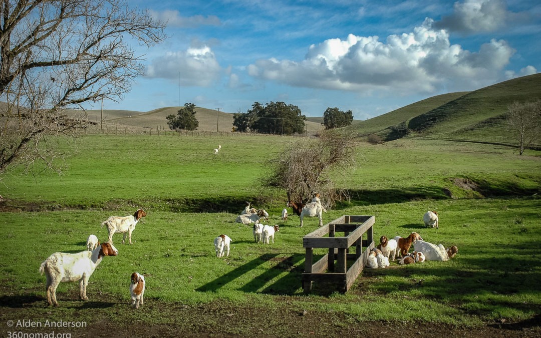 Grandpa Anderson's Farm Birds Landing California