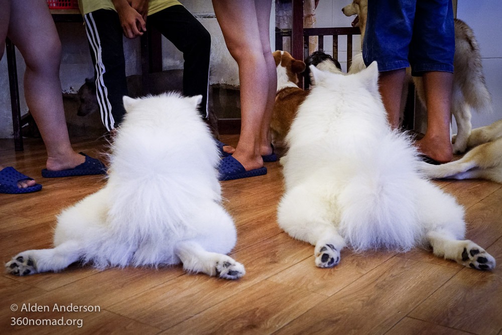 Saigon’s Dog Cafes