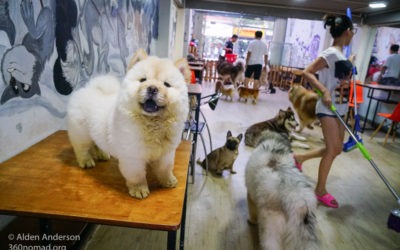 Yuna Alaska - Dog & Cat Cafe, Ho Chi Minh City