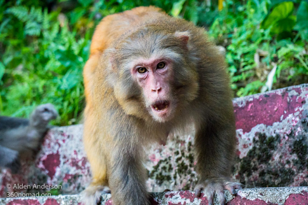 Big monkey. 10,000 Buddhas Monastery