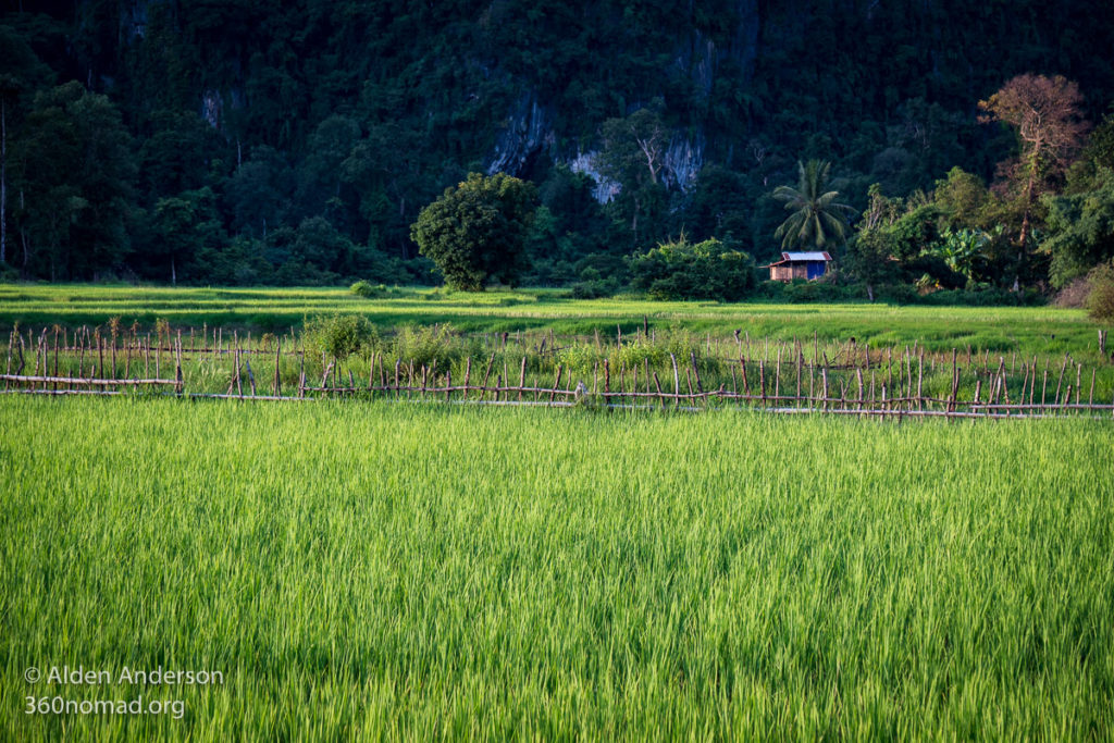 Stilt hut in the rice fields