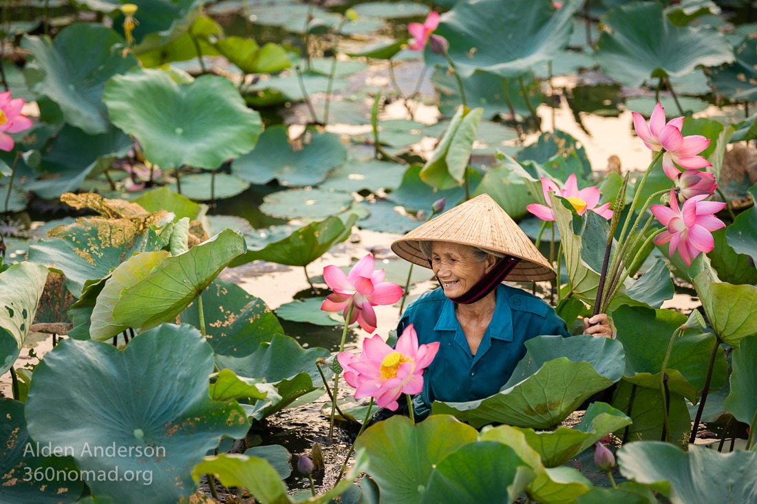 Ba, harvesting Lotus, Hoi An, Vietnam
