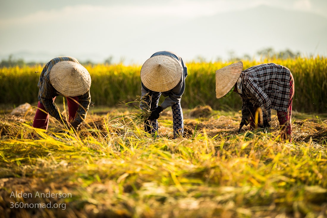Traditional Rice Harvest, Hoi An, Vietnam