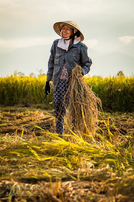 Mai harvesting rice, Hoi An, Vietnam