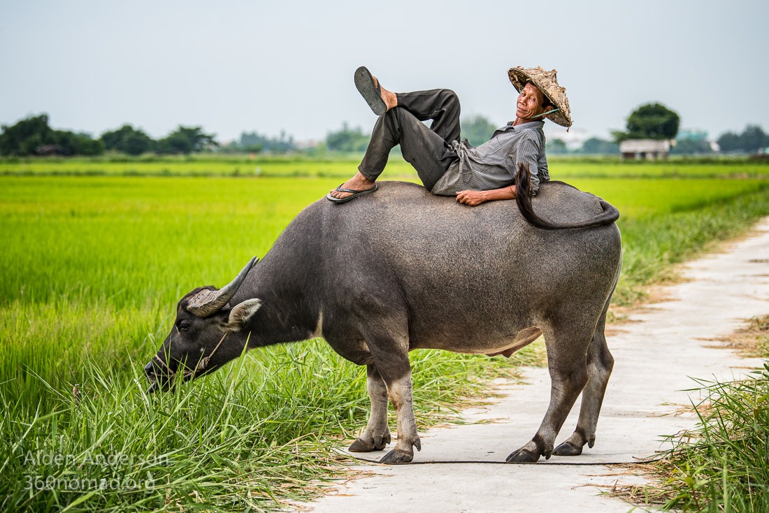 Nam, Man with Buffalo, Hoi An