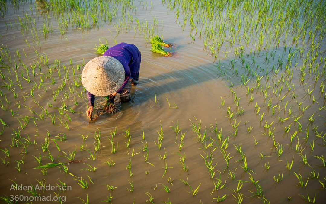 Planting Rice, Hoi An, Vietnam