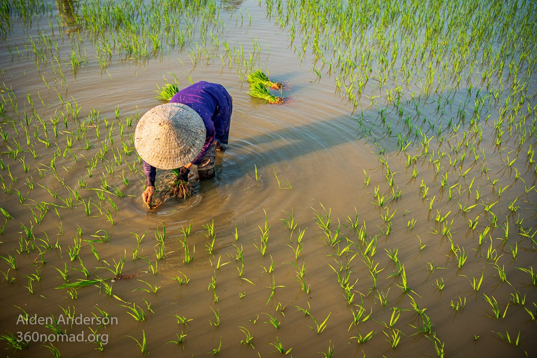 Sau, Planting Rice in Hoi An, Vietnam