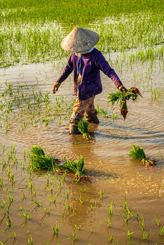 Sau Planting Rice, Hoi An, Vietnam