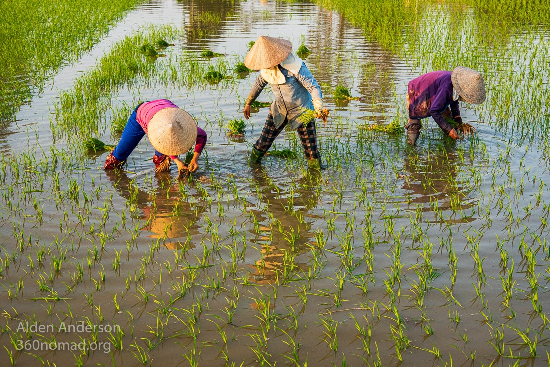 Sau and friends planting rice Hoi An, Vietnam