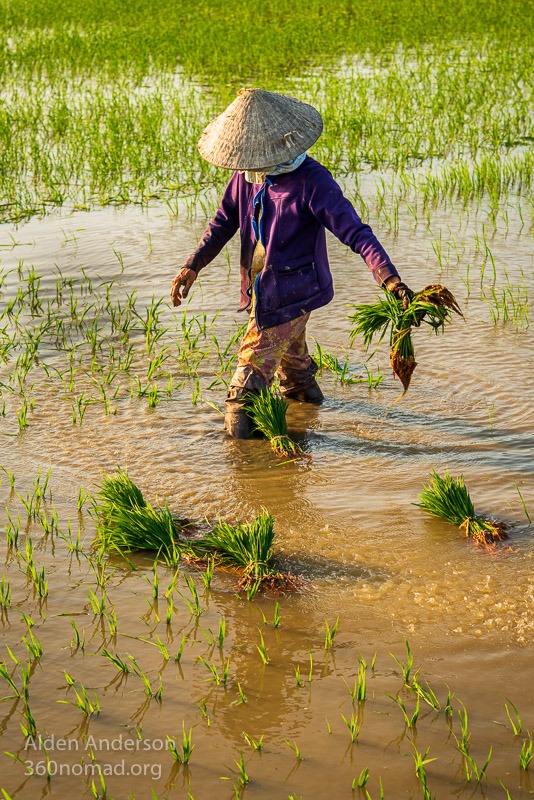Sau, Planting Rice in Hoi An, Vietnam